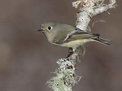 Ruby-crowned Kinglet (Regulus calendula) photo