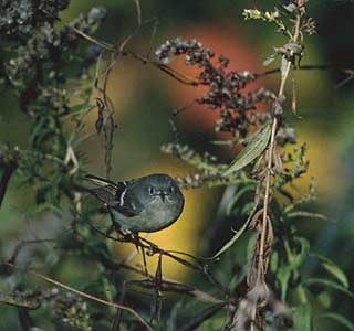 Ruby-crowned Kinglet (Regulus calendula) photo image
