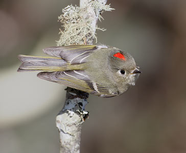 Ruby-crowned Kinglet (Regulus calendula) photo image