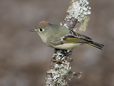 Ruby-crowned Kinglet (Regulus calendula) photo