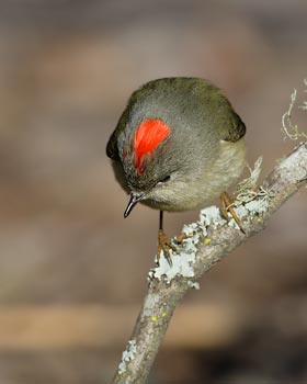 Ruby-crowned Kinglet (Regulus calendula) photo