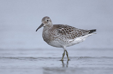 Great Knot (Calidris tenuirostris) photo image