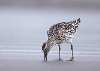 Great Knot (Calidris tenuirostris) photo image