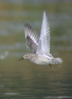 Red Knot (Calidris canutus) photo image