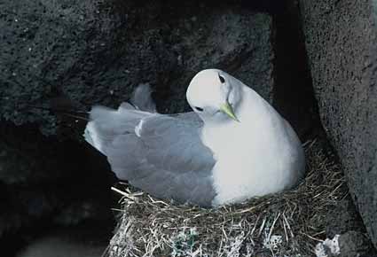 Black-legged Kittiwake (Rissa tridactyla) photo image