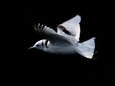 Black-legged Kittiwake (Rissa tridactyla) photo image