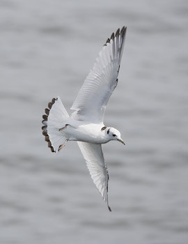 Black-legged Kittiwake (Rissa tridactyla) photo image