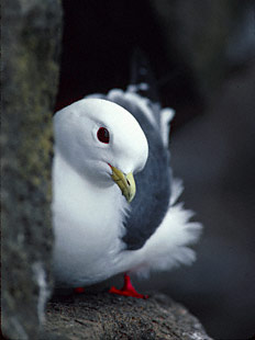 Red-legged Kittiwake (Rissa brevirostris) photo image