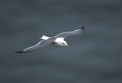 Red-legged Kittiwake (Rissa brevirostris) photo image