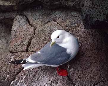 Red-legged Kittiwake (Rissa brevirostris) photo image