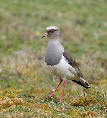 Andean Lapwing (Vanellus resplendens) photo image