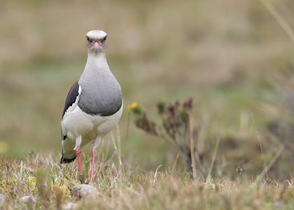 Andean Lapwing (Vanellus resplendens) photo image