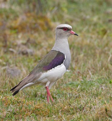 Andean Lapwing (Vanellus resplendens) photo image