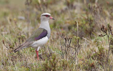Andean Lapwing (Vanellus resplendens) photo image