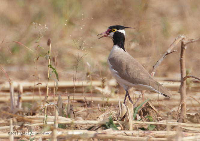 Black-headed Lapwing (Vanellus tectus) photo