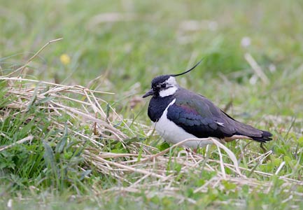 Northern Lapwing (Vanellus vanellus) photo