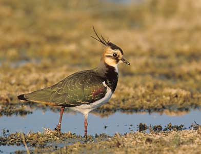 Northern Lapwing (Vanellus vanellus) photo image