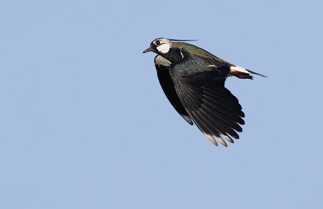 Northern Lapwing (Vanellus vanellus) photo image