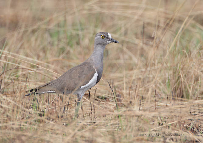 Senegal Lapwing (Vanellus lugubris) photo