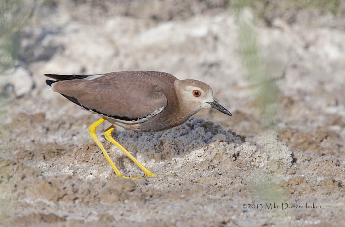 White-tailed Lapwing (Vanellus leucurus) photo image