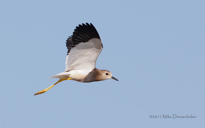 White-tailed Lapwing (Vanellus leucurus) photo image