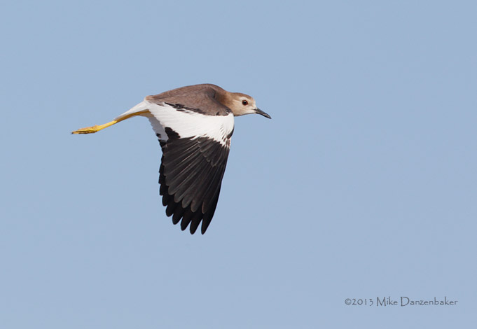 White-tailed Lapwing (Vanellus leucurus) photo image