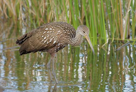 Limpkin (Aramus guarauna) photo image