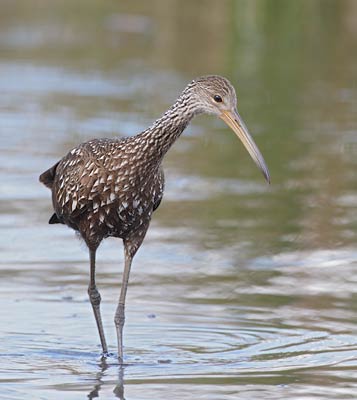 Limpkin (Aramus guarauna) photo image