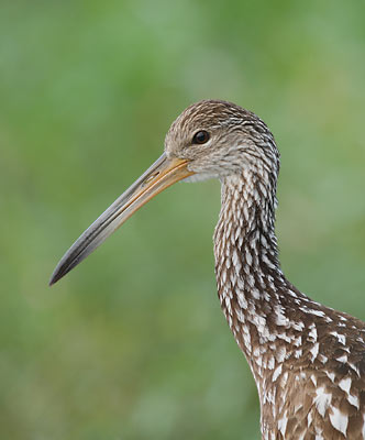 Limpkin (Aramus guarauna) photo image