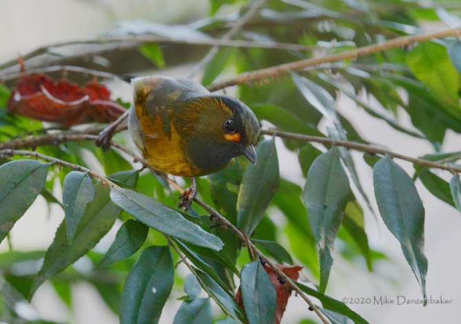 Steere's Liocichla (Liocichla steerii) photo