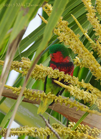 Stephen's Lorikeet (Vini stepheni) photo