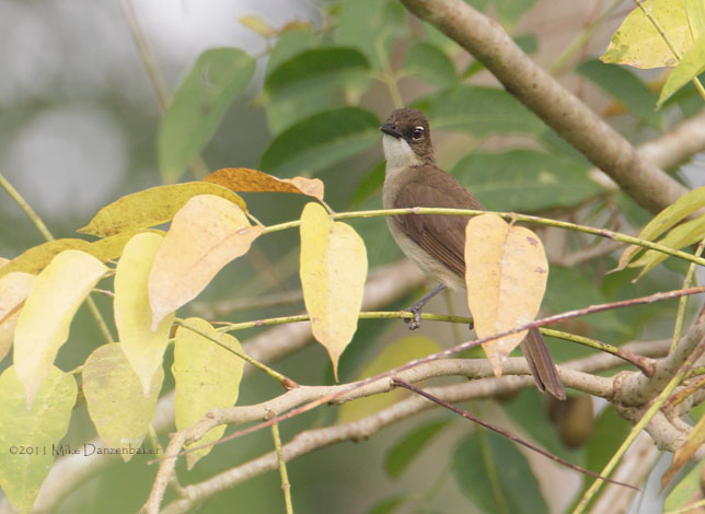 Simple Greenbul (Chlorocichla simplex) photo