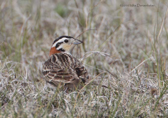 Chestnut-collared Longspur (Calcarius ornatus) photo