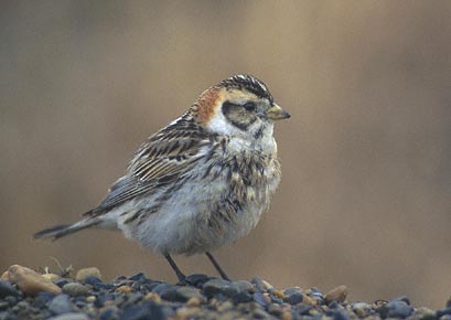 Lapland Longspur (Calcarius lapponicus) photo image