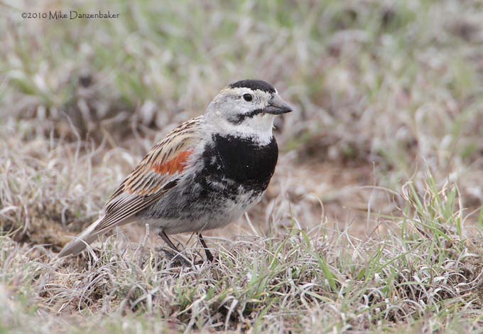 McCown's Longspur (Rhynchophanes mccownii) photo image