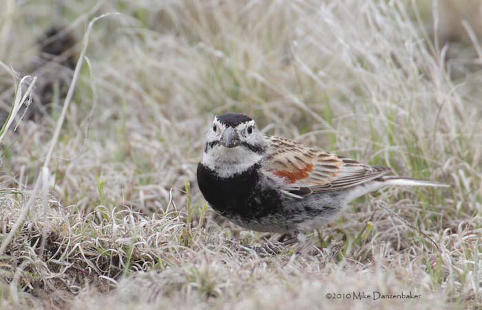 McCown's Longspur (Rhynchophanes mccownii) photo image