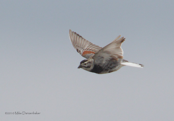 McCown's Longspur (Rhynchophanes mccownii) photo image