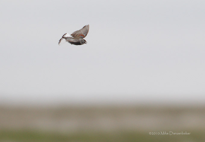 McCown's Longspur (Rhynchophanes mccownii) photo image