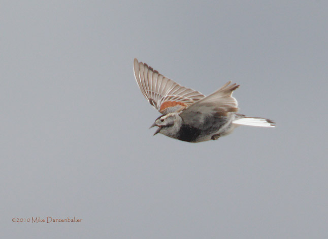 McCown's Longspur (Rhynchophanes mccownii) photo