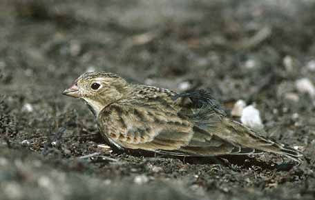 McCown's Longspur (Calcarius mccownii) photo