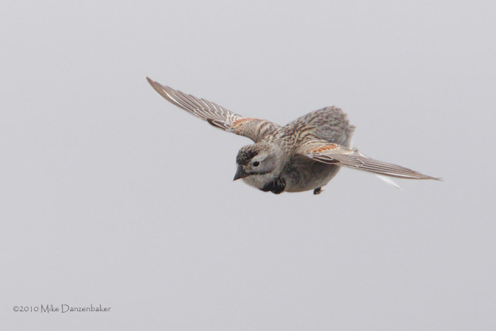 McCown's Longspur (Rhynchophanes mccownii) photo image