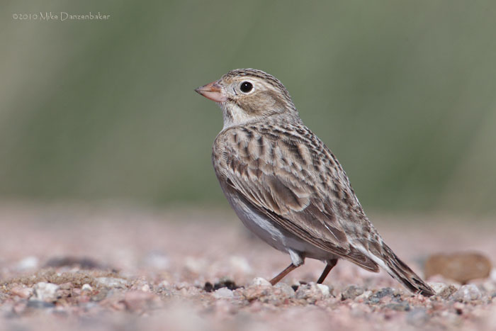 McCown's Longspur (Rhynchophanes mccownii) photo