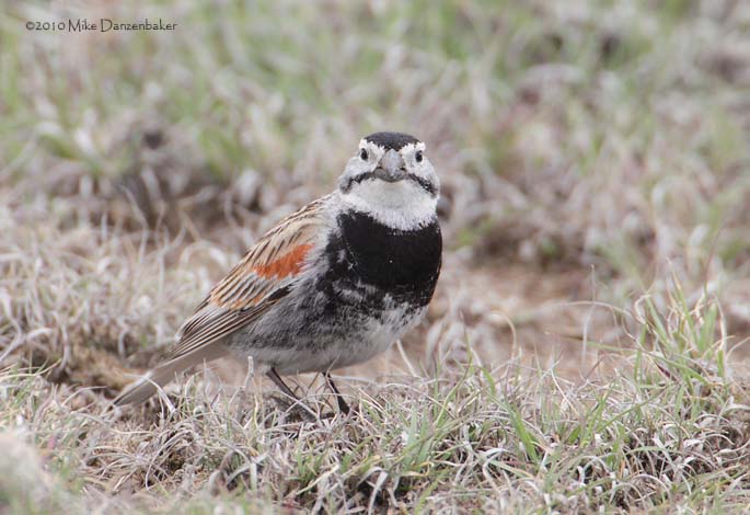McCown's Longspur (Rhynchophanes mccownii) photo