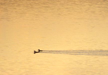 Black-throated Loon (Gavia arctica) photo