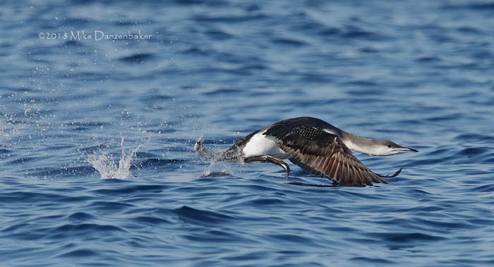 Arctic Loon (Gavia arctica) photo image