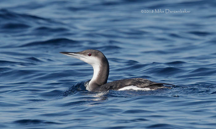 Arctic Loon (Gavia arctica) photo image