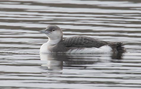Arctic Loon (Gavia arctica) photo image