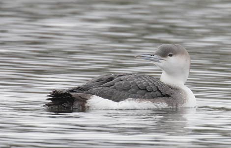 Arctic Loon (Gavia arctica) photo image