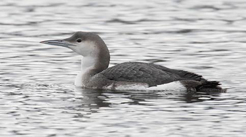 Arctic Loon (Gavia arctica) photo image