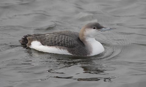 Arctic Loon (Gavia arctica) photo image